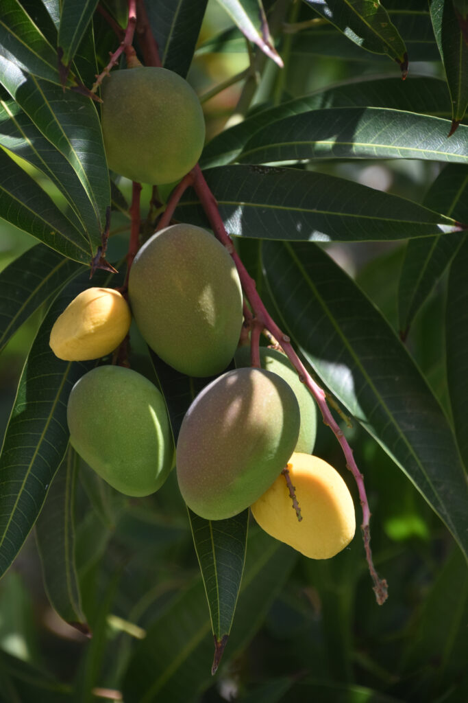 Ripening mango tree growing ripe on a lush tree in a garden.
